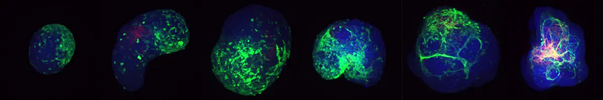 Six fluorescence images of synthetic embryos stained for FLK1 and CD31